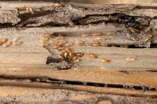 Best Termite Control Services  in Chestertown, MD